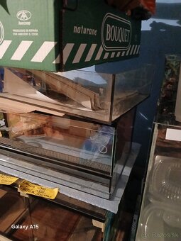 Predam Gekončiky - 4