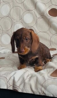 Jazvečík drôtosrstý kraličí, trpasličí - 4