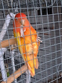 Agapornis ružovohrdly - pár - 4