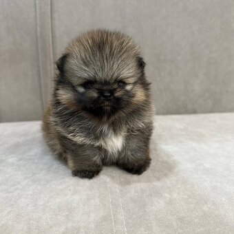 Pomeranian mini Boo - 4