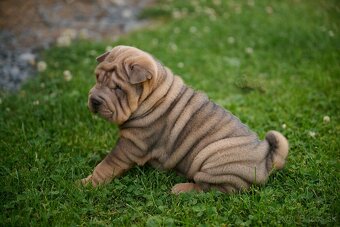 Sharpei šarpej - 4
