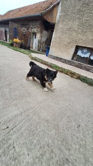 Darujem šteniatko - 4