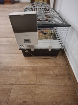 Domáci bytový králik - 4