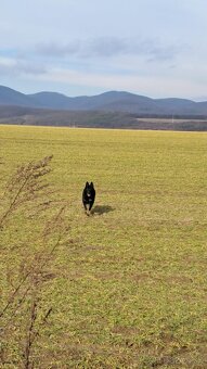 Nemecký ovčiak - 4