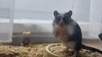 Darujem pieskomilov - 4