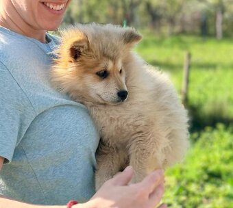 Pomsky - 4