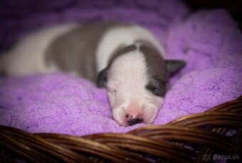 Whippet, vipet - 4