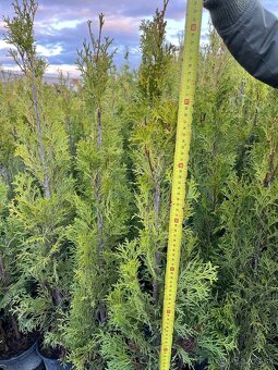 AKCIA Tuja Smaragd 60cm - 0,8€ - 4