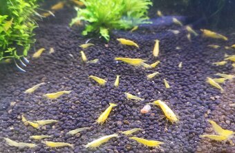 Predám krevetky Neocaridina - 4
