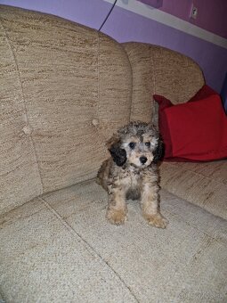 Pudel - 4