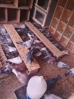 Darujem chovné postove holuby - 4