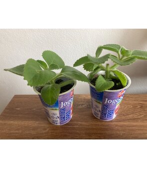 Nadchovnik, Rymovnik - Mexicky eukalyptus - 4