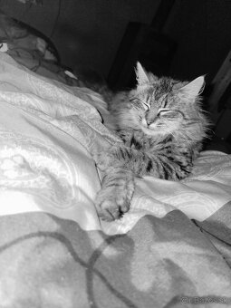 Maine Coon - 4