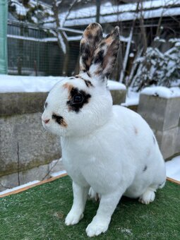 Dalmatínsky Rex čierno žltý - samica - 4