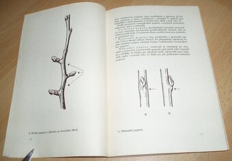 ez ovoných dřevin - 4