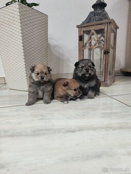 Špic typ pomeranian - 4