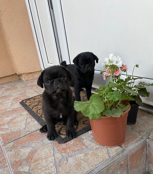 Mops - 4