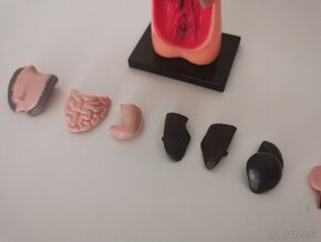 Model ľudského tela - 4