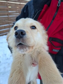 Zlatý retriever - 4