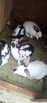 Predám 4 mesačne mladé krížence - 4