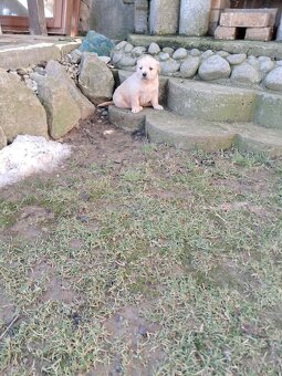 Zlatý retriever - 4