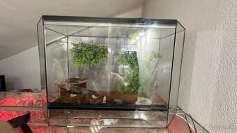 Pagekon riasnaty - 4