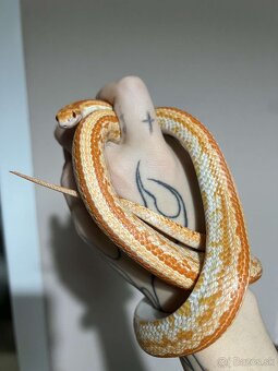 Užovka červena - 1.1 chovny pár 2023 znižena cena - 4