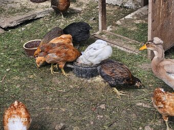 Predám nasadové vajíčka araucana - 4