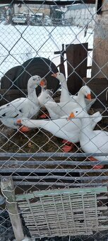 Husy na dalši chov - 4