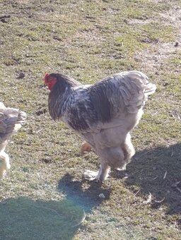 Brahmanka Veľká - 4