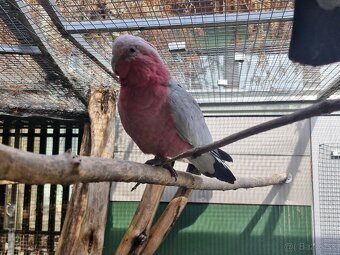 Kakadu růžový - 4