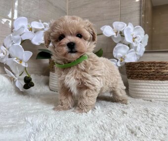 Maltipoo - 4