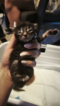 Mačička Maine coon mačiatko Mainska myvalia mačka - 4