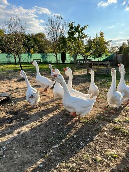 Cholmogorské husi - 4