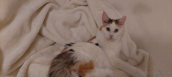 Mainska myvalia mainský - 4