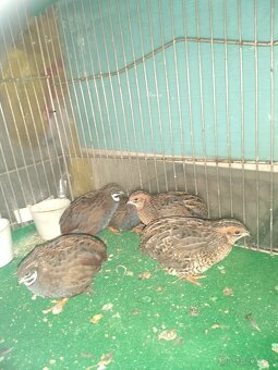 Predám prepelice čínske.. - 4