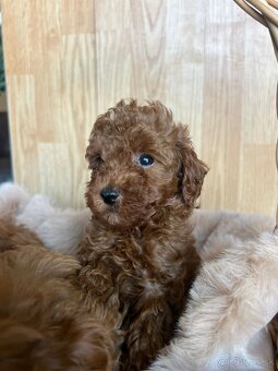 Toy pudel – krásne šteniatka - 4