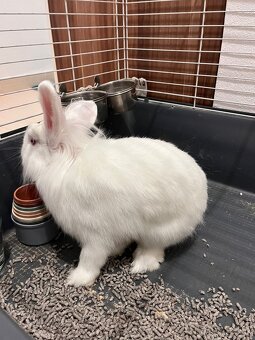 Zakrslý králik (Levík) - 4