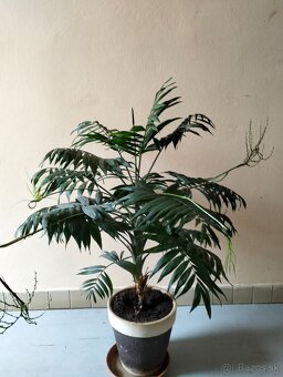 Izbová rastlina - 4