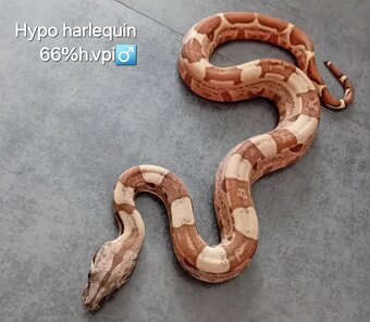 Velhad kralovsky -boa constrictor 3/25 - 4