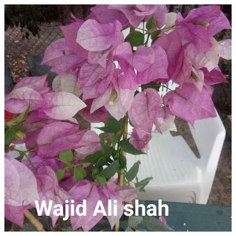 Bougainvillea,( bougainvillea, bugenvilea, bugenvila ) Wajid - 4