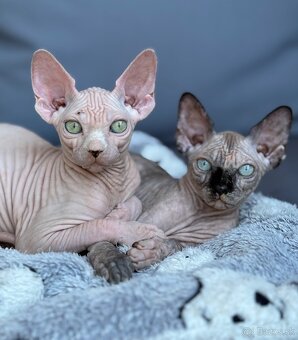 Kanadsky Sphynx - 4