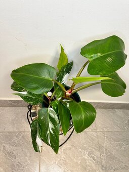 Philodendron White Princess - 4