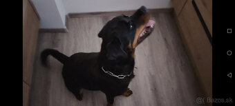 cistokrvna rotvajlerka s PP - 4