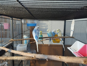 andulky na predaj - 4