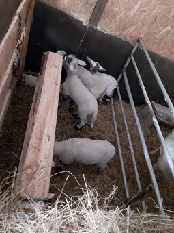 Jahnata na predaj - 4