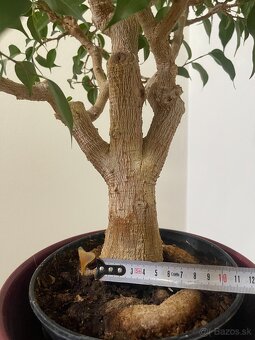 Bonsaj ficus benjamina 31 rokov - 4