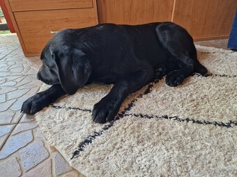 Darujem 4 mesačné labradorskeho retrievera - 4