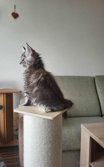 Mačiatka Maine Coon - 4