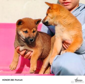 Shiba Inu - 4